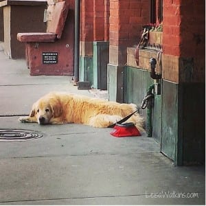 Resting Dog - Park City Main Street by Leisa Watkins