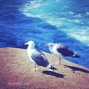 Seagulls - San Diego by Leisa Watkins